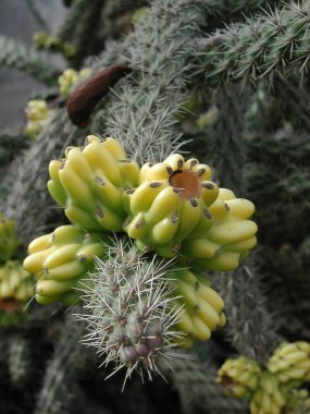 Sillindropuntia imbricata, kapatın.