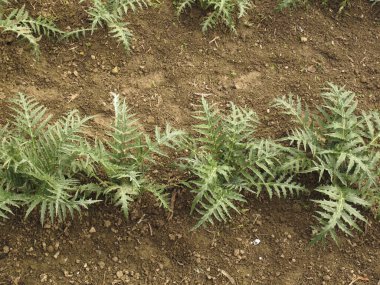 Cynara kartuşunun görüntüsü