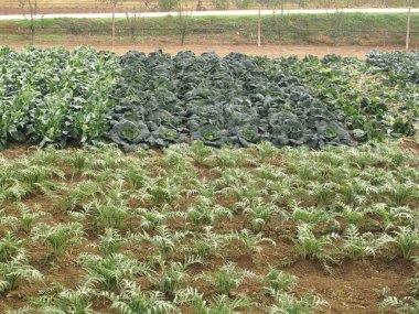 Cynara kartuşunun görüntüsü