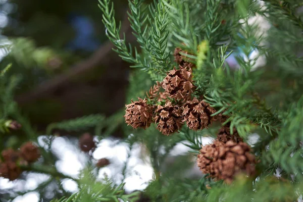 Cryptomeria japonica evergreen tree