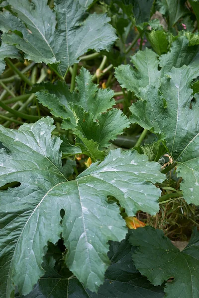 Cucurbita Pepo Folhas Perto — Fotografia de Stock