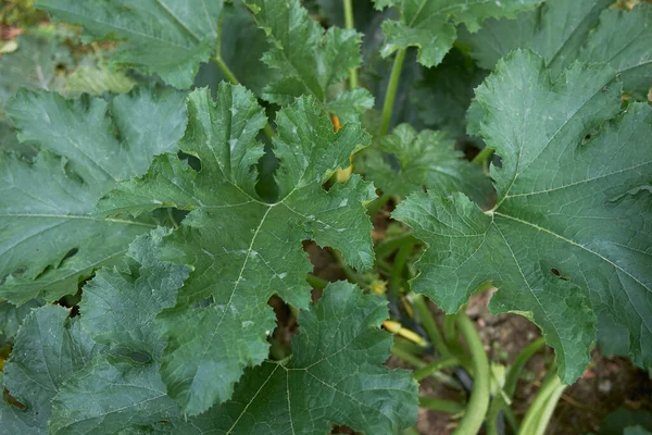 Cucurbita Pepo Folhas Perto — Fotografia de Stock