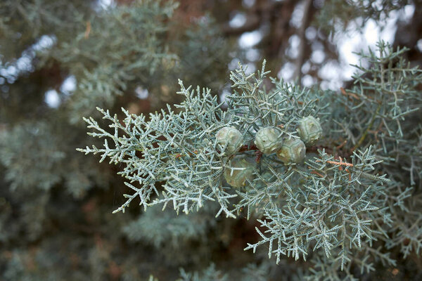 Свежие голубые фрукты и листья Cupressus arizonica