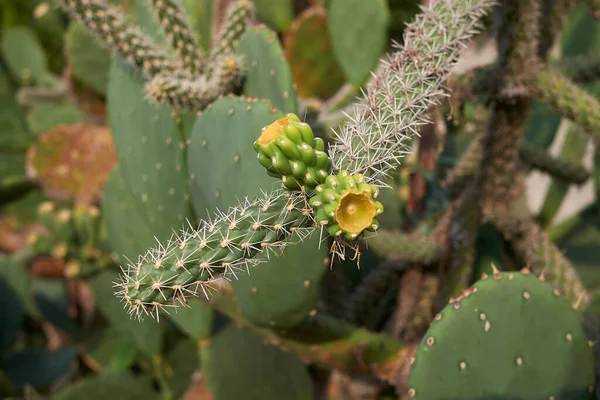 Klindropuntia imbricata meyveli dal