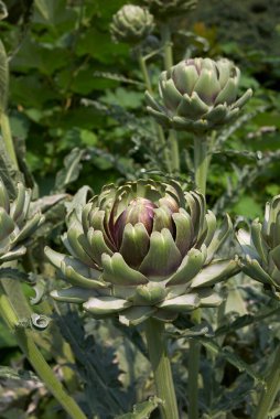 Cynara kartuşunun görüntüsü