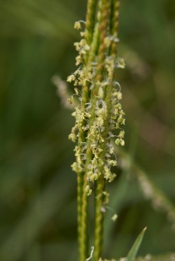 Cynodon Dactylon bitkilerinin görüntüsü