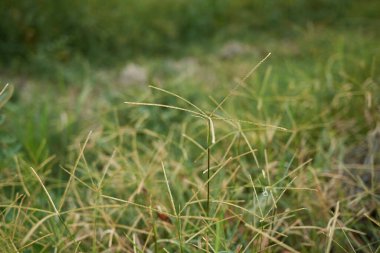 Cynodon Dactylon bitkilerinin görüntüsü