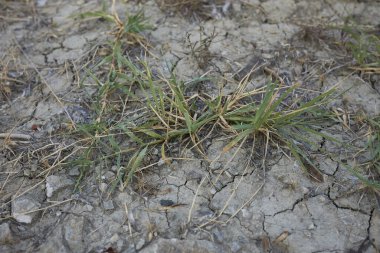 Cynodon Dactylon yakın çekim