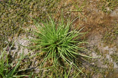 Cyperus fuscus nehir yatağında bitki yetiştiriyor.