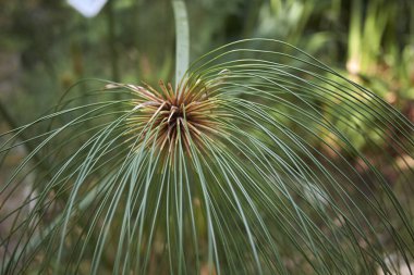 Cyperus papirüsünün görüntüsü