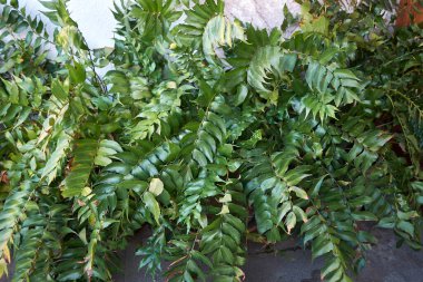Cyrtomium falcatum yemyeşil yapraklar