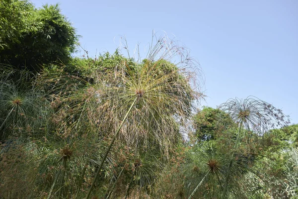Cyperus papirüsünün görüntüsü