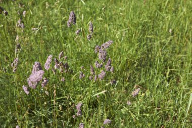 Dactylis glomerata çiçek açtı