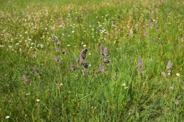 Dactylis glomerata çiçek açtı