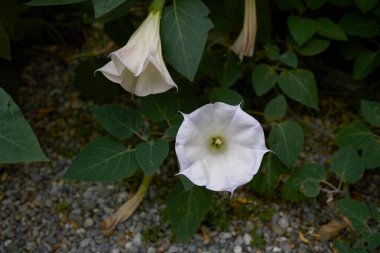 Taze çiçek ve Datura stramonyum zehirli bitkisinin yaprakları