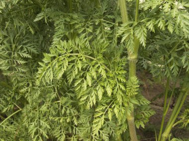 İtalya 'da havuç tarlası