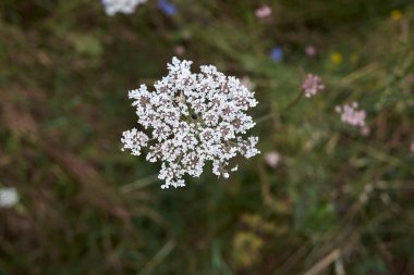 Daucus carota İtalyan çizgili böcekleriyle çiçek açmış.