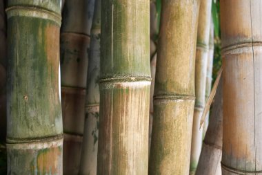 Dendrocalamus giganteus kütlelerinin görüntüsü