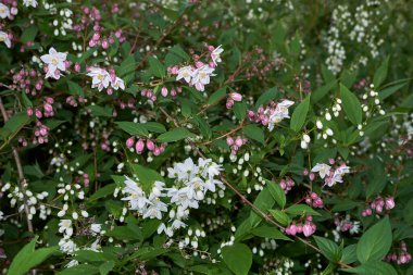 Deutzia longifolia pembe çiçek