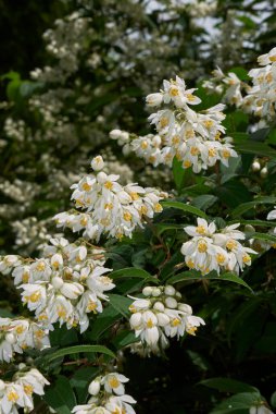 Deutzia ningpoensis çiçek açtı