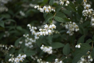 Deutzia ningpoensis çiçek açtı