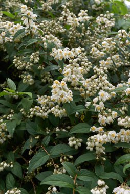 Deutzia ningpoensis çiçek açtı