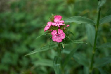 Dianthus Barbatus çiçek açtı