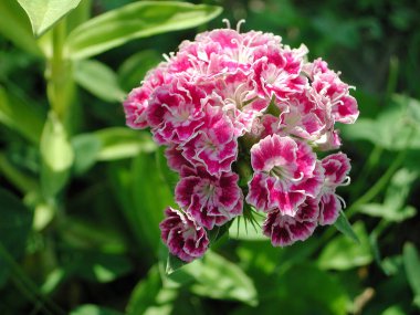  Dianthus Barbatus çiçek başı