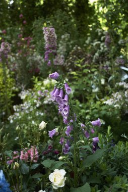 Digitalis purpurea görünümü