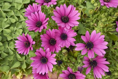 Dimorphotheca pluvialis mor çiçek