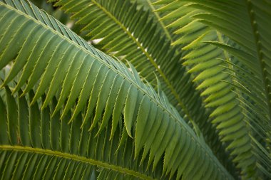 Dioon spinulosum bitkisinin dikenli yaprakları