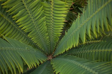 Dioon spinulosum bitkisinin dikenli yaprakları