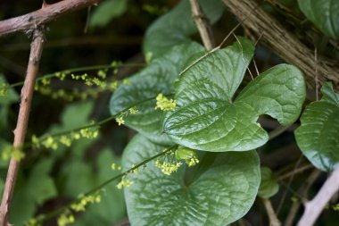 Dioscorea komünist tırmanışçısının görüntüsü