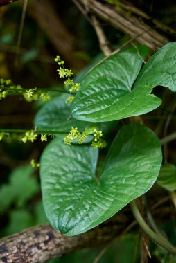 Dioscorea komünist tırmanışçısının görüntüsü