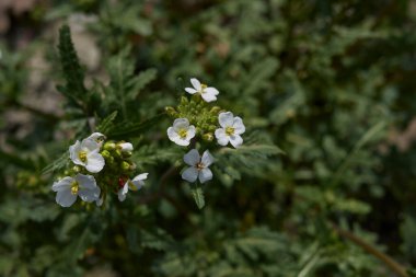 Diplotaxis erucoides bitkisinin görüntüsü