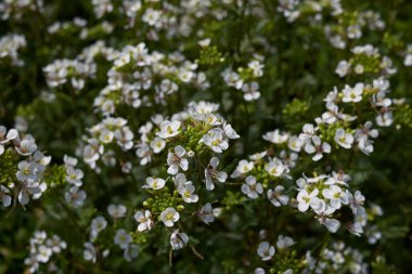 Diplotaxis erucoides bitkisinin görüntüsü