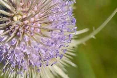 Dipsacus fullonum bitkilerinin mor infloresansı