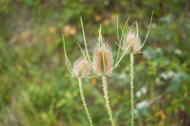 Dipsacus fullonum bitkilerinin mor infloresansı