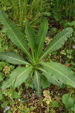 Dipsacus fullonum taze bitki yakın plan