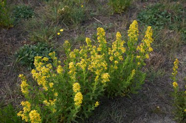 Çiçek açmış Dittrichia viscosa bitkileri