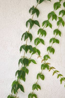 Dolichandra 'nın sarı çiçeği unguis-cati dağcı sarmaşığına yaklaş