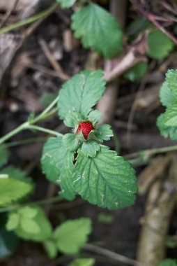 Duchesnea indica bitkilerinin kırmızı ve sarı çiçekleri
