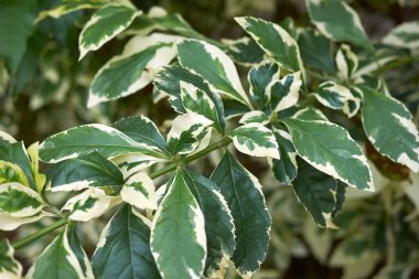 Duranta erekta shru 'nun çeşitli yaprakları