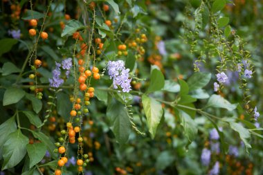 Duranta ereksiyon çalı yakın