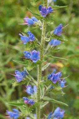 Echium vulgare bitkisinin mavi ve mor çiçekleri