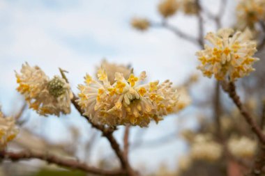 Edgeworthia chrysantha çiçek açmış çalılar