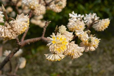 Edgeworthia chrysantha çiçek açmış çalılar