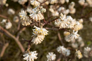Edgeworthia chrysantha çiçek açmış çalılar