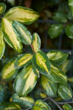 Elaeagnus pungens maculata çeşitleri
