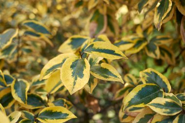 Elaeagnus pungens maculata dalı